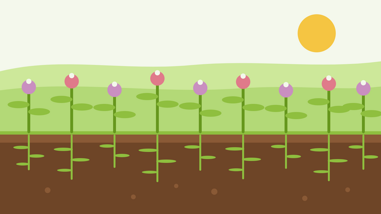 Abonos verdes para sembrar en otoño — ilustración en sección transversal plana de un cultivo de cobertura de trébol y facelia con raíces trabajando el suelo