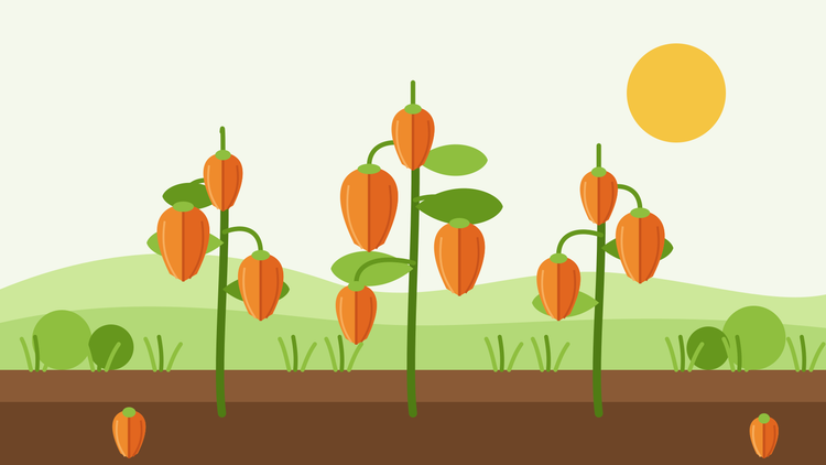 Cómo cultivar farolillos chinos desde semilla — ilustración plana de plantas de Physalis alkekengi con farolillos naranja colgantes sobre un parterre