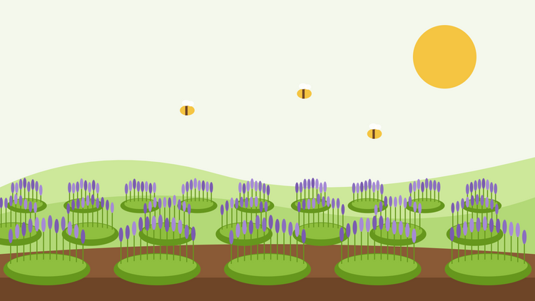 How to grow lavender from seed — flat illustration of rows of flowering English lavender bushes on green hills with bees and a yellow sun