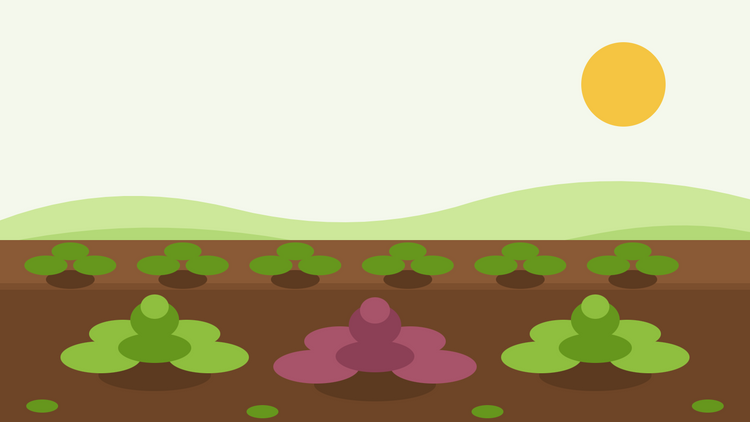 Cómo cultivar mostaza de hoja desde semilla — ilustración plana de un bancal con rosetas verdes y rojas de Brassica juncea en hileras bajo un sol intenso