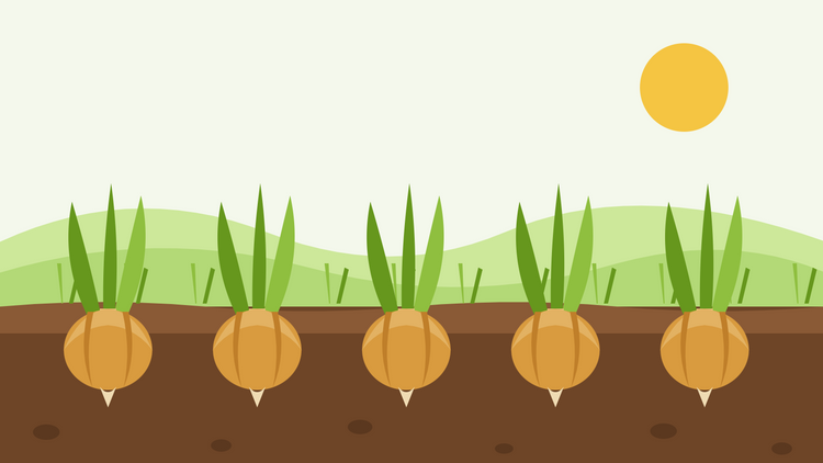 Como cultivar cebolas a partir de semente — ilustração plana de uma fila de bolbos de cebola a amadurecer em terra escura com folhagem verde, sob um sol baixo