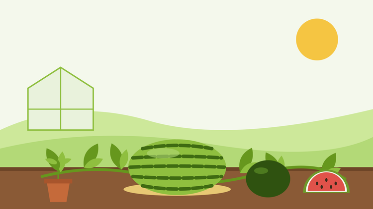 How to grow watermelons from seed — flat illustration of a striped watermelon on a straw pad and a dark Sugar Baby on a trailing vine, with a seedling in a pot, a cut slice and a greenhouse behind
