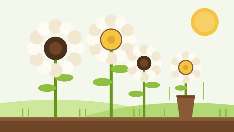 Girasoles blancos para corte — ilustración plana de girasoles blanco crema con centros dorados y oscuros junto a un jarrón en un jardín