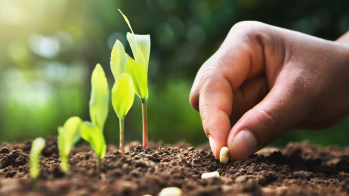 Semillas ecológicas – SeedsChoice