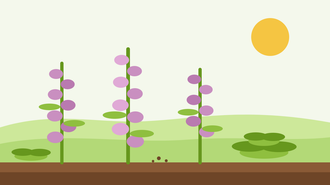 ¿Son las dedaleras bienales o perennes? — ilustración plana de tres espiras de dedalera en flor con una roseta de hojas en primer plano