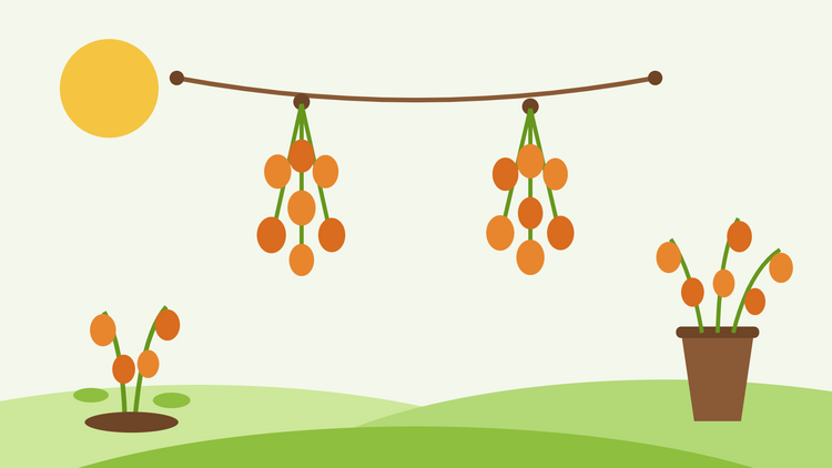 Cómo secar farolillos chinos — ilustración plana de vainas naranja de Physalis colgadas en racimos sobre un tendedero junto a un jarrón con tallos secos