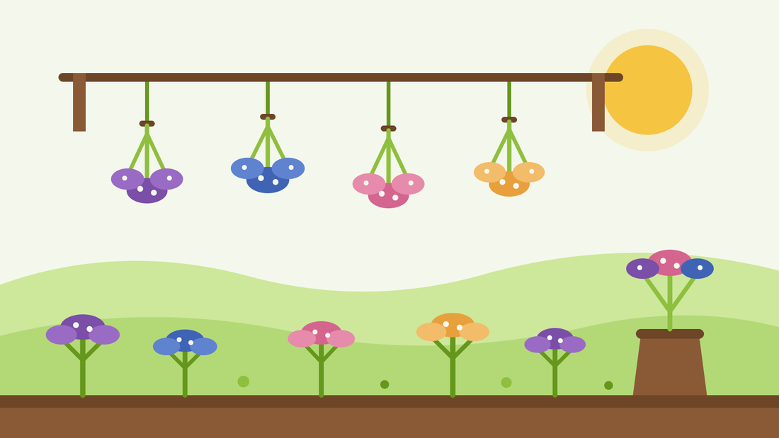 Como secar estátice — ilustração plana de molhos de estátice roxo, azul, rosa e damasco pendurados de cabeça para baixo a secar sobre um canteiro de jardim