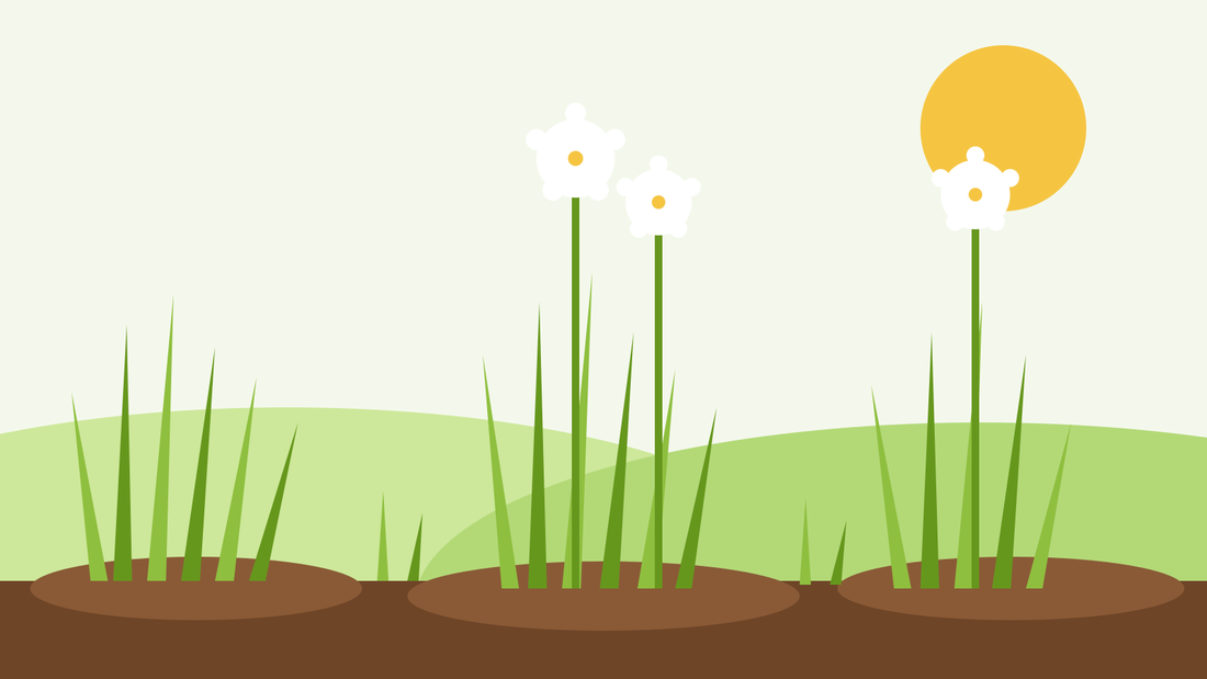 Cómo cultivar cebollino chino desde semilla — ilustración plana de cebollino de ajo con hojas planas en forma de correa y flores blancas en estrella