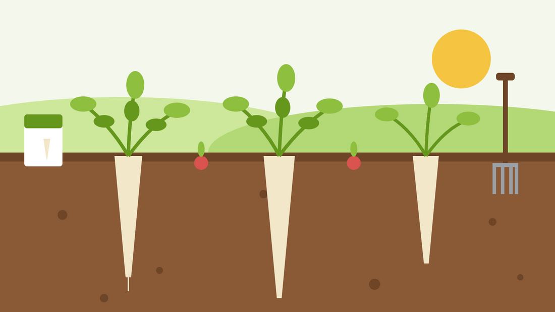 Como cultivar pastinacas a partir de semente — ilustração plana de raízes compridas e claras de pastinaca a crescer fundo na terra, com rabanetes a marcar a fila, uma embalagem de sementes e uma forquilha
