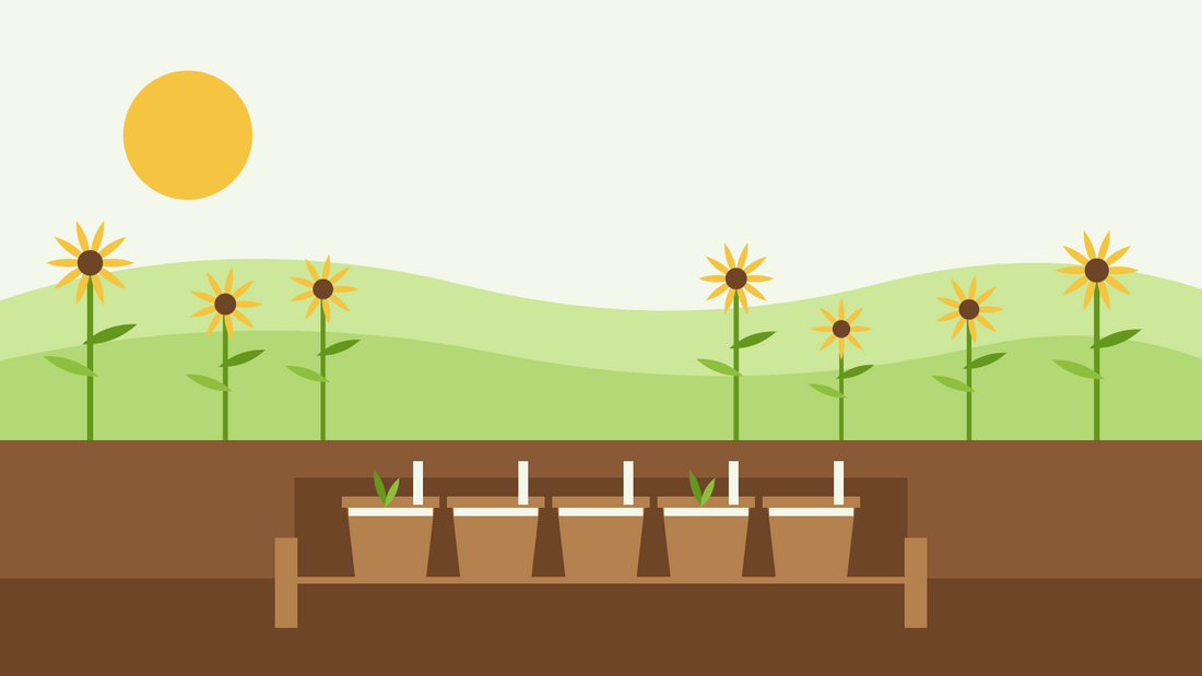 Cómo cultivar plantas perennes desde semilla — ilustración plana de macetas de terracota con semillas sembradas y capa de gravilla en un marco de enterrado de madera, con equináceas al fondo
