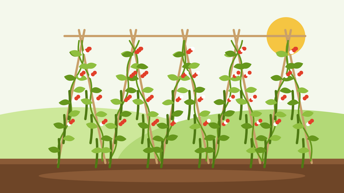 Cómo cultivar judías escarlata desde semilla — ilustración plana de una doble hilera de cañas cubiertas de judías escarlata trepadoras con flores rojas y blancas y vainas colgando