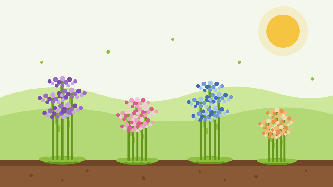 Como cultivar estátice a partir de semente — ilustração plana de conjuntos de flores de estátice em tons de roxo, rosa, azul e alperce sobre hastes aladas num canteiro ensolarado