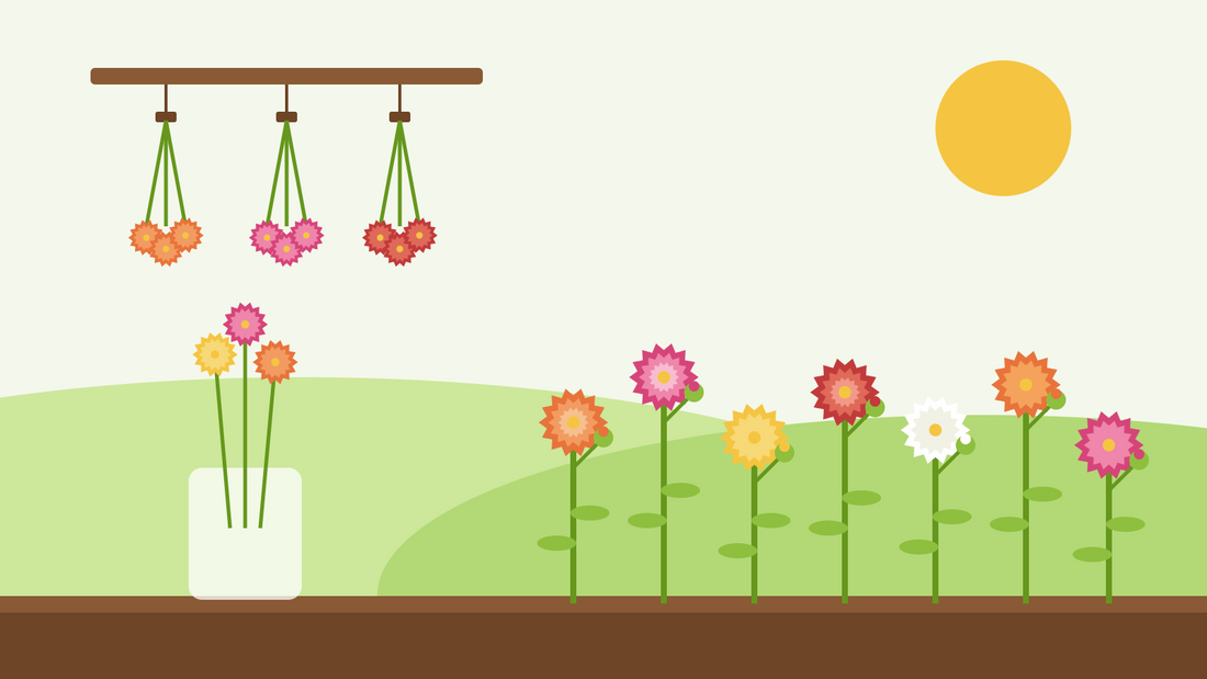 Cómo cultivar siemprevivas desde semilla — ilustración plana de siemprevivas de colores en un arriate soleado, ramos colgados boca abajo para secarse y un tarro de flores secas