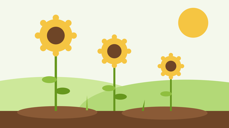 Como cultivar girassóis a partir de semente — ilustração plana de três girassóis de alturas crescentes num jardim ensolarado