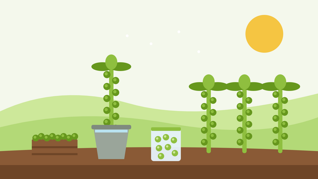 How to store Brussels sprouts — flat illustration of a cut sprout stalk standing in a bucket of water, a crate of picked sprouts, a freezer bag and plants still growing in the bed