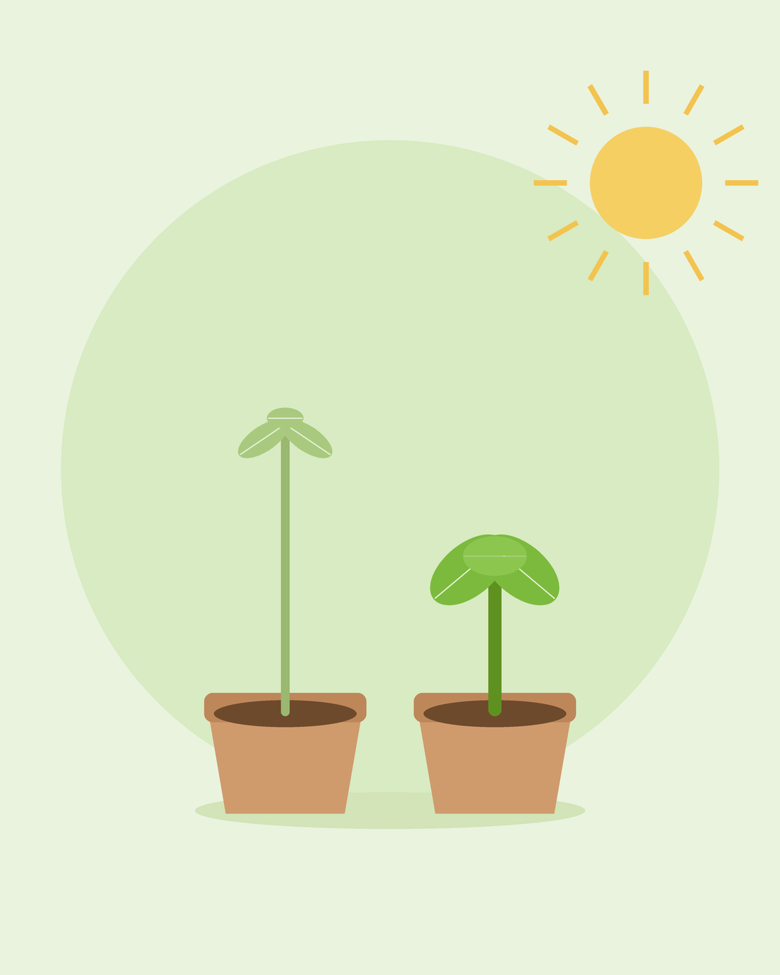 Ilustração plana comparando uma plântula alta e estiolada com uma compacta em vasos — como corrigir plântulas estioladas, da SeedsChoice