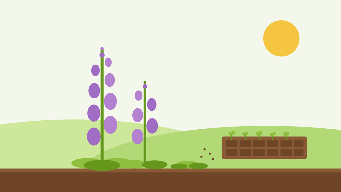 Sowing foxgloves in September — flat illustration of purple foxglove spires beside a module tray of young seedlings under a low sun