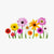Semillas de flores – colección en SeedsChoice