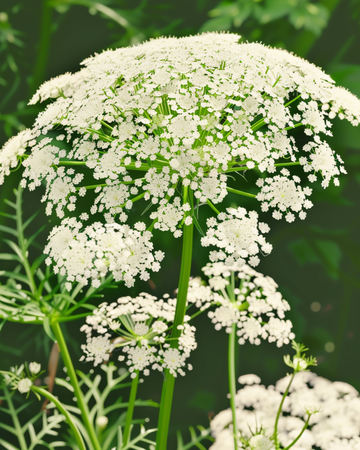 Toothpick The Giant seeds (Ammi visnaga) – organic annual flower