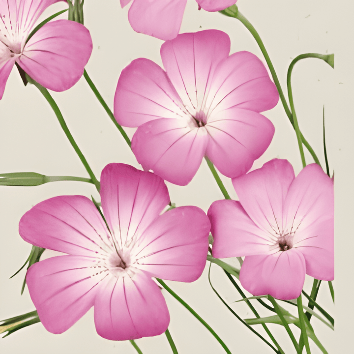 Sementes de nigela-dos-campos Milas (Agrostemma githago) – flor anual biológica