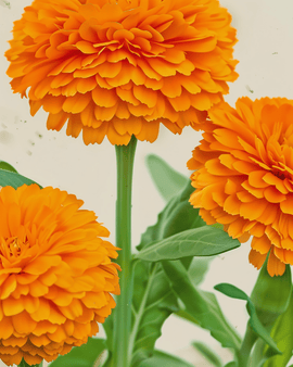 Semillas de caléndula ecológica Calendula officinalis Balls Orange, flor anual