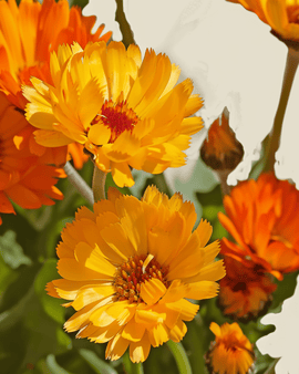 Semillas de caléndula ecológica Calendula officinalis Pacific Beauty, flor anual