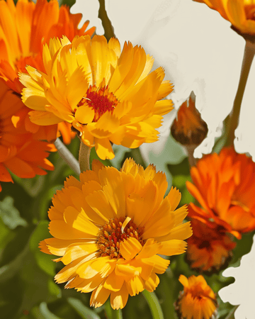 Sementes de calêndula Pacific Beauty (Calendula officinalis) – flor anual biológica