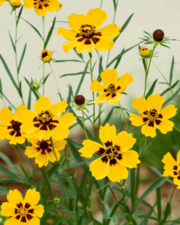 Semillas de margarita doble alta mixta (Coreopsis tinctoria) – mezcla anual orgánica