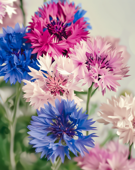 Semillas de aciano mixto ecológicas Centaurea cyanus anual
