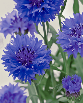 Sementes Biológicas de Centaurea Cyanus Blue Ball Anual