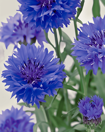 Semillas ecológicas de aciano Blue Ball (Centaurea cyanus) – flor anual