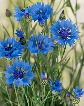 Sementes Orgânicas de Centáurea-selvagem Centaurea Cyanus Flor Anual