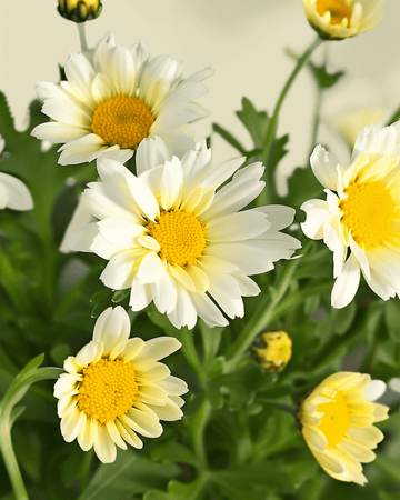 Semillas Flores simples mixtas (Chrysanthemum coronarium) – flor anual ecológica