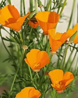 Sementes Eschscholzia Aurantiaca Biológicas Anuais Eschscholzia Californica Aurantiaca Flores Amarelas