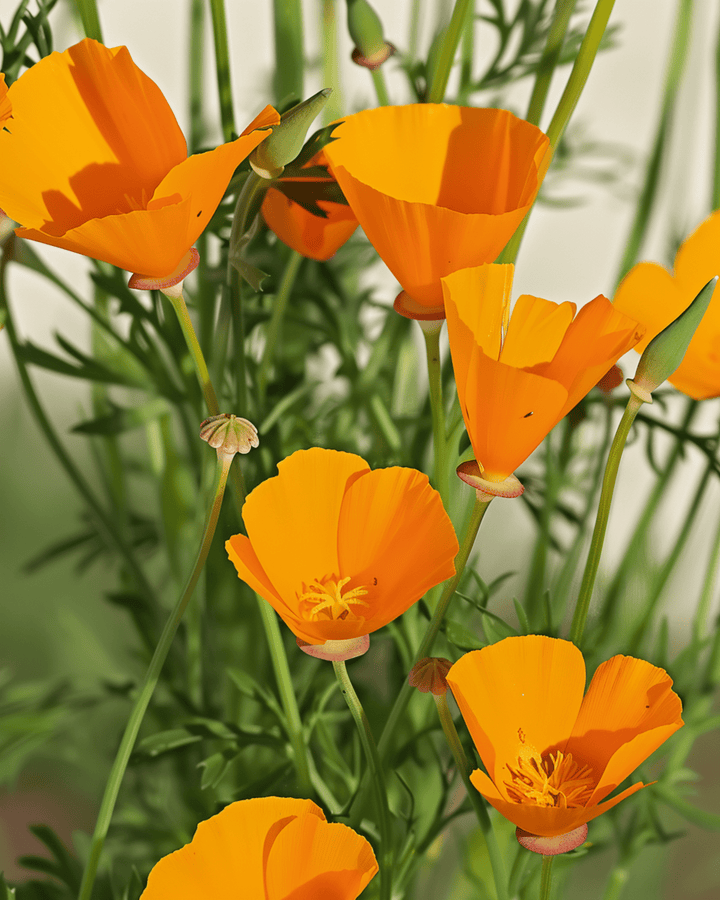 Sementes Aurantiaca Yellow (Eschscholzia californica) – flor anual orgânica