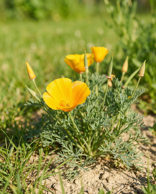 Aurantiaca Yellow (Eschscholzia californica) – sementes orgânicas de flor anual da SeedsChoice
