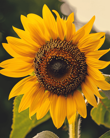 Semillas de girasol simple gigante (Helianthus annuus) – flor anual ecológica