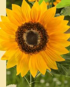 Sementes de girassol anão biológico Helianthus annuus anual Sunspot