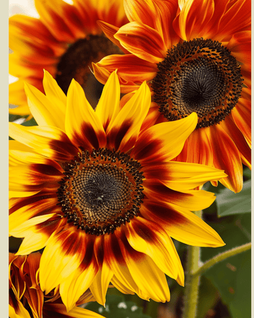 Semillas de girasol Compact Spray (Helianthus annuus) – flor anual ecológica