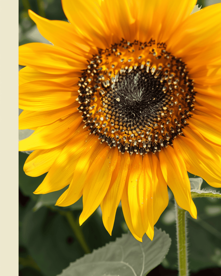 Sementes de girassol Nakdi F1 Pollen Free (Helianthus annuus) – flor anual biológica