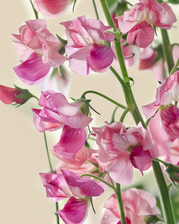 Sementes de chícharo-de-cheiro Painted Lady (Lathyrus odoratus) – flor anual biológica