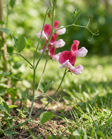 Chícharo-de-cheiro Painted Lady (Lathyrus odoratus) – sementes biológicas de flor anual da SeedsChoice