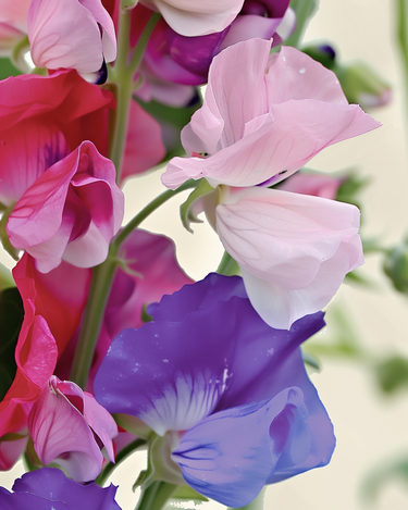 Sementes de Ervilha-de-cheiro Spencer Mixed (Lathyrus odoratus) – flor anual biológica