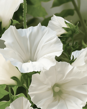 Sementes de Malva Mont Blanc (Lavatera trimestris) – flor anual biológica