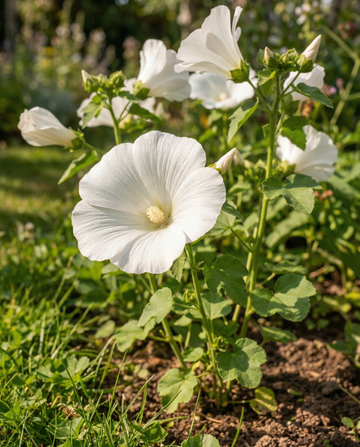 Malva Mont Blanc (Lavatera trimestris) – sementes biológicas de flor anual da SeedsChoice