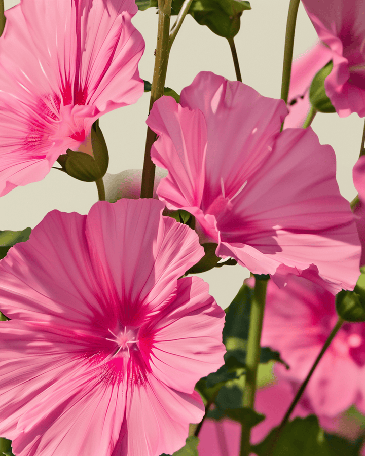 Semillas de malva Rose Red Mix (Lavatera trimestris) – flor anual orgánica