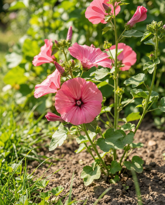 Malva Rose Red Mix (Lavatera trimestris) – semillas de flor anual orgánica de SeedsChoice