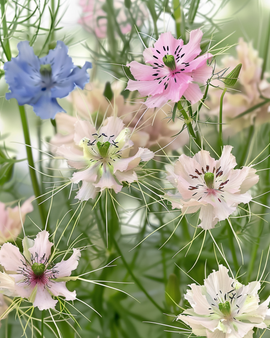 Sementes de Love In A Mist Orgânicas Nigella Damascena Anuais Mistura Persian Jewel
