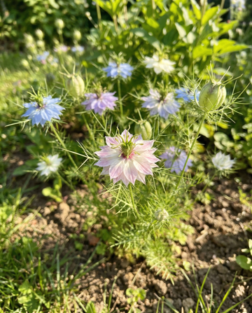 Love In A Mist Persian Jewel (Nigella damascena) – organic annual mix seeds from SeedsChoice