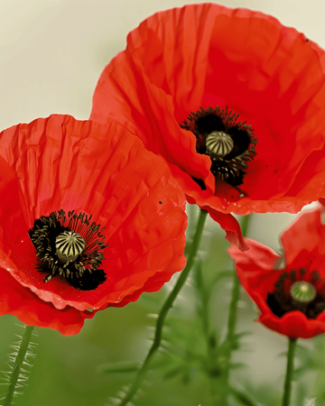Semillas de amapola (Papaver rhoeas) – flor anual ecológica